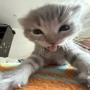 jelloanna
