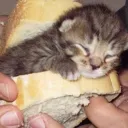 captain.ravioli.