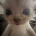 gugugogaa avatar