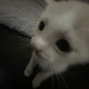 boladeneve