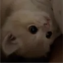 sari_68