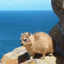 avatar 𝐬𝐨𝐩𝐡𝐢𝐚