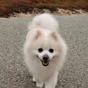 jae.1
