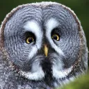 owlsofparliament