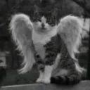 captainturkeyttv