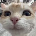 mericfulmeowl_