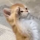mericfulmeowl_