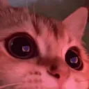 pavfko