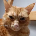 dorythecat