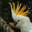 explosive parrot
