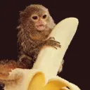 gibonus