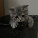 avatar bia