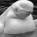 mrchubbywhale avatar