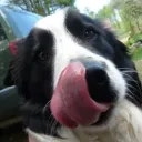 whippledog