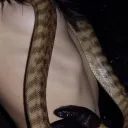 __fendi