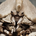 avatar ObserverMC 《オブサーバー》