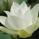 clearblueskymind