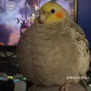 wickibra