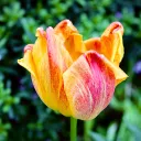 d.w_4c7