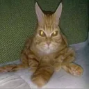 Аватар shcringecat