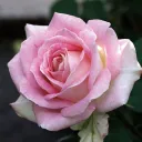 rose_is_alive