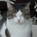 nyolkj