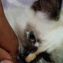 vitacreator