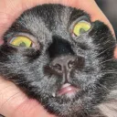 deggesnus