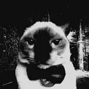 z_2020_. avatar