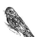 avatar THE GREAT EARED NIGHTJAR (temp.)