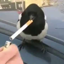 avatar Magpie