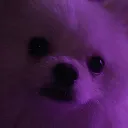 sakurawrrr.
