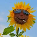 justanothersunflower