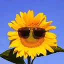 justanothersunflower