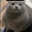 rizv1