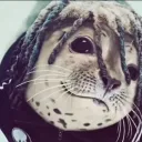 kinqeross
