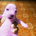 opeyz