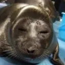 ultbee