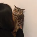 tiules