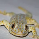 Gekk's Avatar