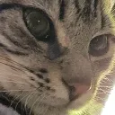 ihavecat