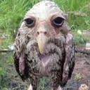 wetowl. avatar