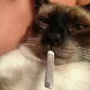 miefis