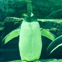 toshipon_sub