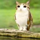 avatar 📐Rvoktreg📐