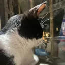 kiteada_