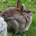 brunstein_