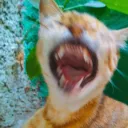 trollyalex avatar