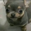 nuketazor
