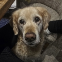 avatar Mคrℓค ♡